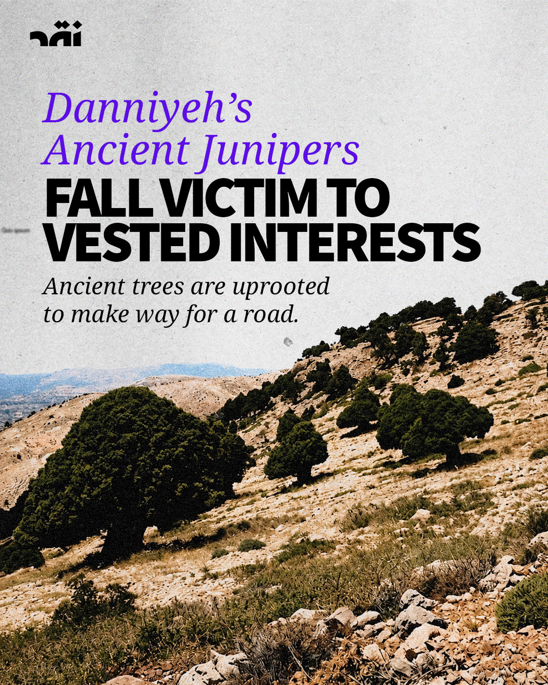 Danniyeh’s ancient junipers fall victim to vested interests
