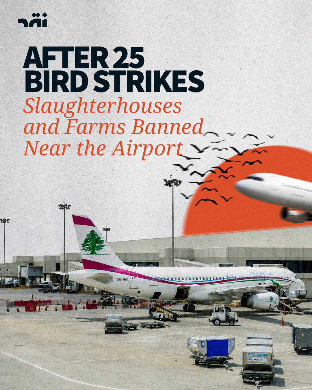 After 25 bird strikes slaughterhouses and farms banned near the airport