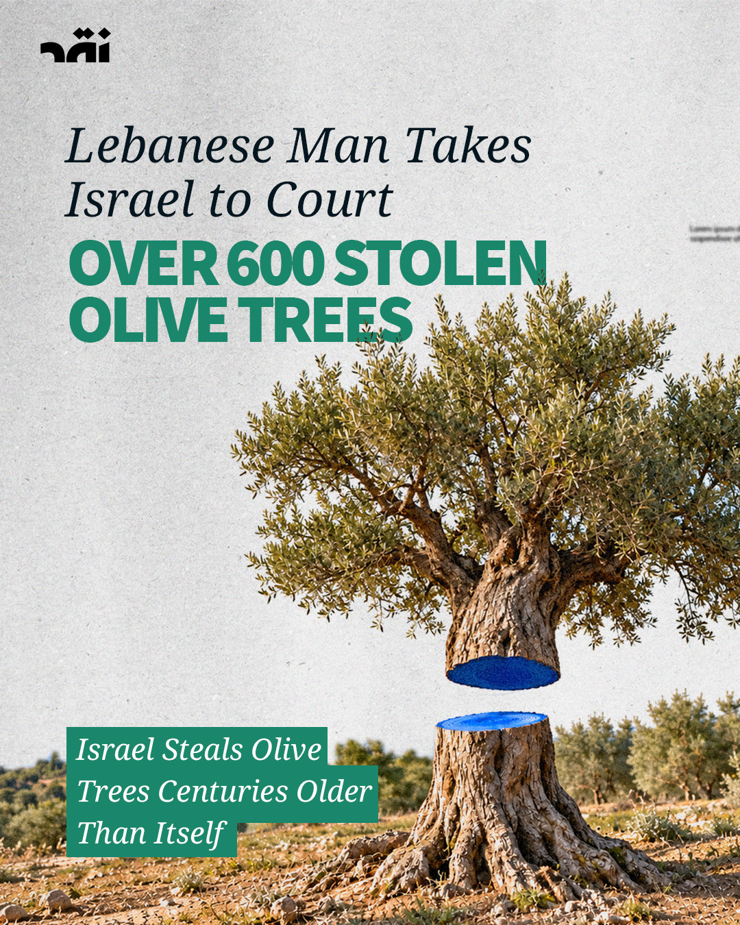 Lebanese man takes Israel to court over 600 stolen olive trees